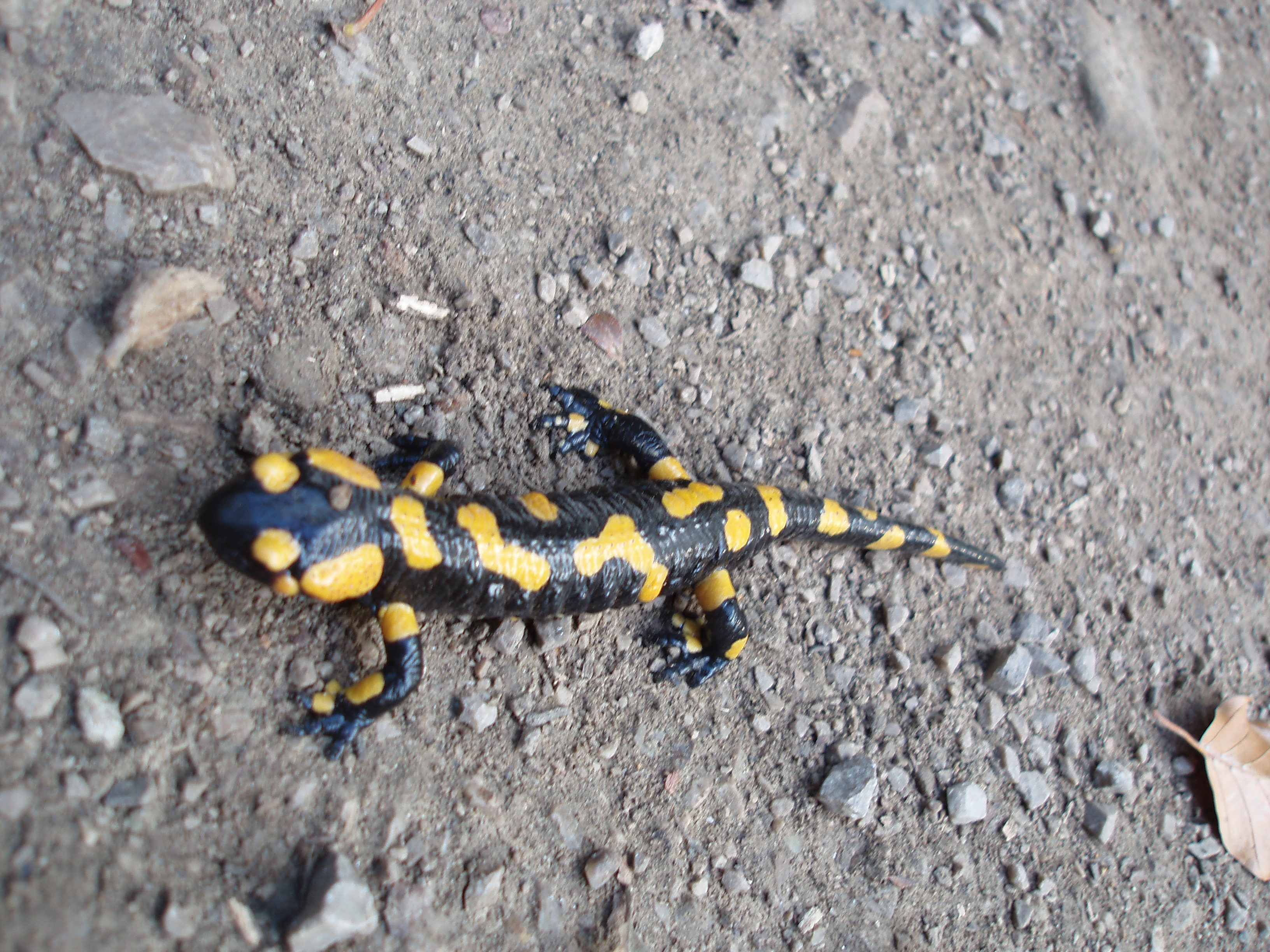 Schliessen von PA263374.JPG